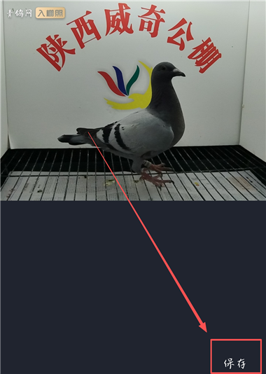 青鸽网app官方版